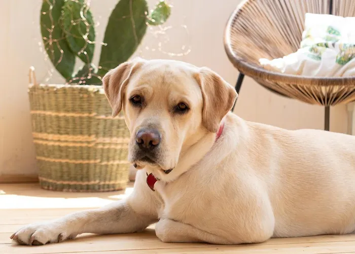 Bed & Breakfast Bric & Brac Grottammare